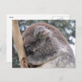 Koala schläft postkarte (Vorne/Hinten)