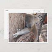 Koala-Schläger Postkarte (Vorne/Hinten)