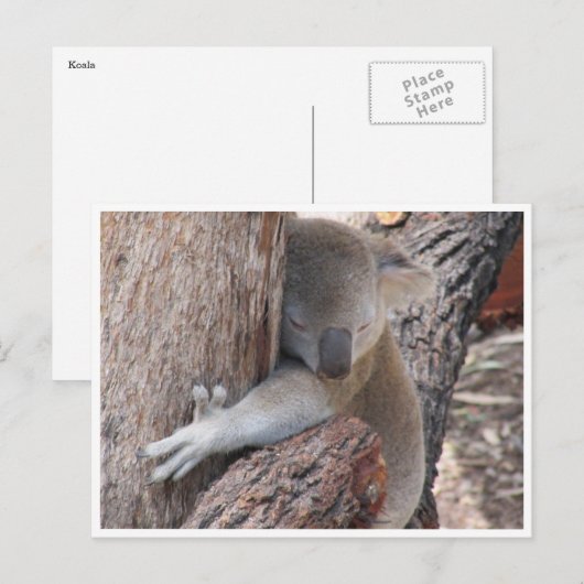 Koala-Schläger Postkarte (Vorne/Hinten)