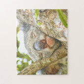 Koala Sleeping Puzzle (Vertikal)