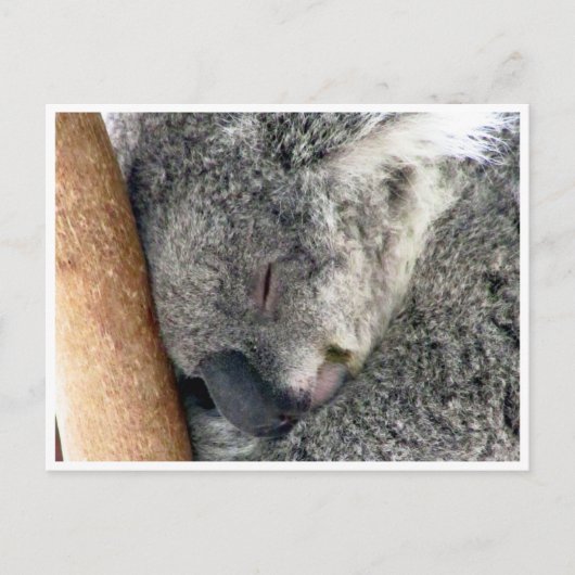koala sleepy postkarte (Vorderseite)