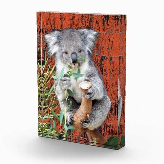 Koala Snack Time Foto Block (Rechts)