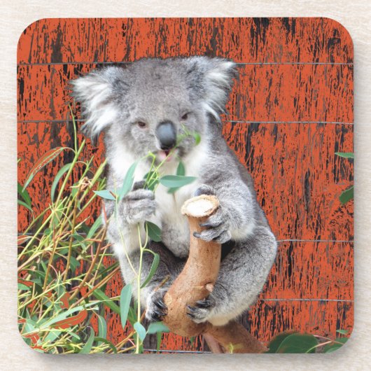 Koala Snack Time Hard Plastic Untersetzer (Vorderseite)