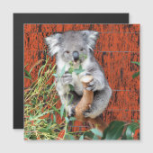 Koala Snack Time Magnetkarte (Vorne/Hinten)
