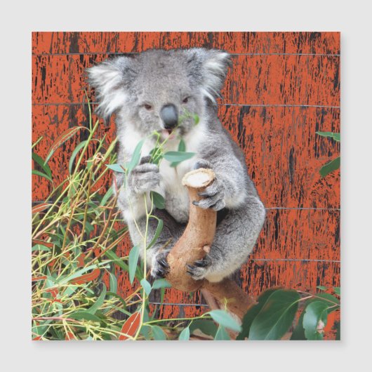 Koala Snack Time Magnetkarte (Vorderseite)