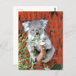 Koala Snack Time Postcard Postkarte