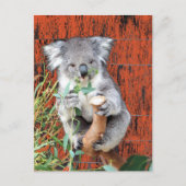 Koala Snack Time Postcard Postkarte (Vorderseite)