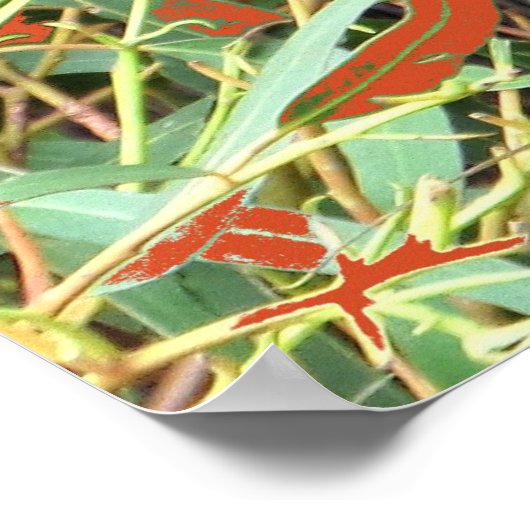 Koala Snack Time Poster (Ecke)