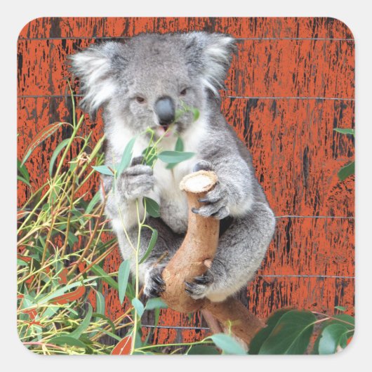 Koala Snack Time Quadratischer Aufkleber (Vorderseite)