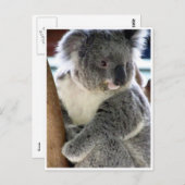 Koala-Spaß Postkarte (Vorne/Hinten)