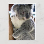 Koala-Spaß Postkarte (Vorderseite)