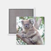 Koala Square Magnet (Vorderseite/Rückseite)