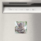 Koala Square Magnet (In Situ (Geschirrspüler))