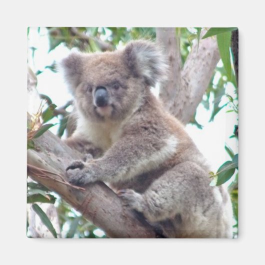 Koala Square Magnet (Vorne)