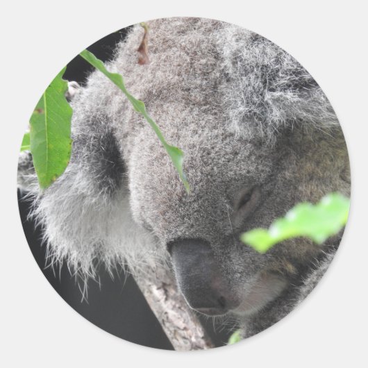 Koala Sticker (Vorderseite)