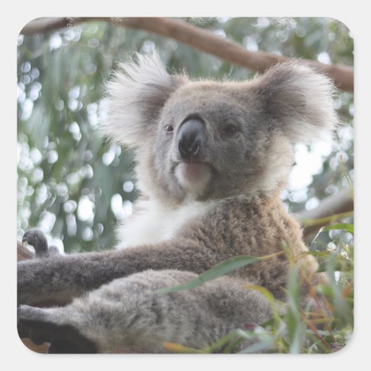 Koala Sticker (Vorderseite)