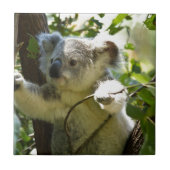 Koala Süsse Fliese (Vorderseite)