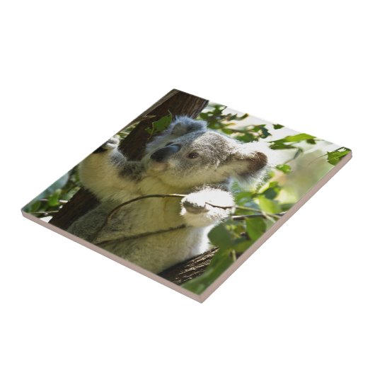 Koala Süsse Fliese (Seite)