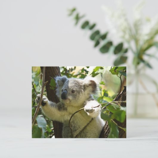 Koala Süsse Postkarte (Stehend Vorderseite)