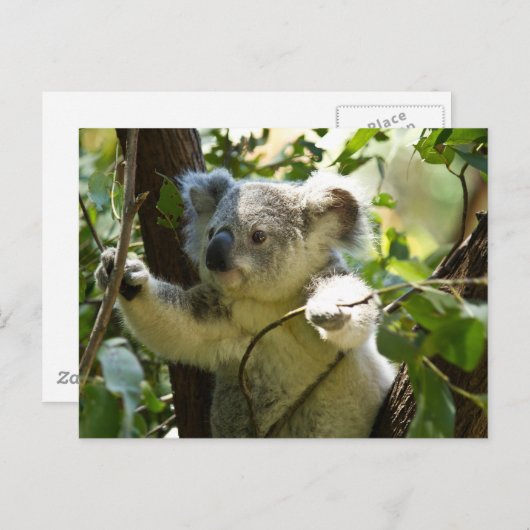 Koala Süsse Postkarte (Vorne/Hinten)
