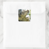 Koala Süsse Quadratischer Aufkleber (Tasche)