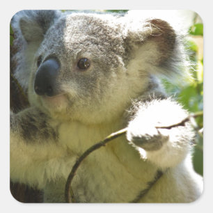 Koala Süsse Quadratischer Aufkleber