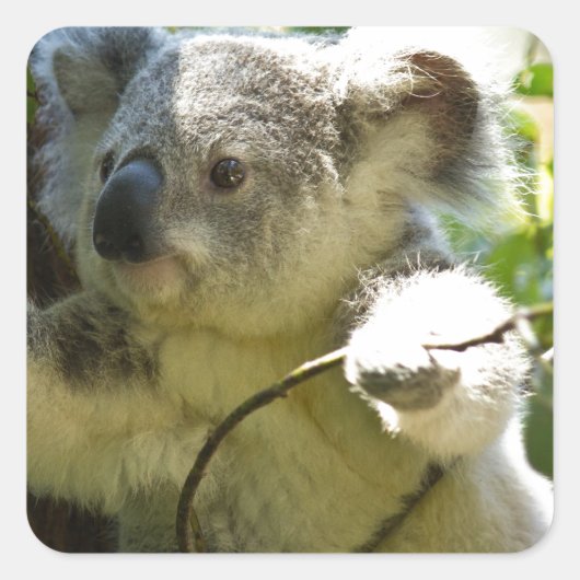 Koala Süsse Quadratischer Aufkleber (Vorderseite)