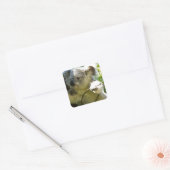 Koala Süsse Quadratischer Aufkleber (Umschlag)