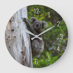 Koala-Süße Tier in einem Baumaustralien Große Wanduhr