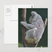 Koala-Umarmung Postkarte (Vorne/Hinten)
