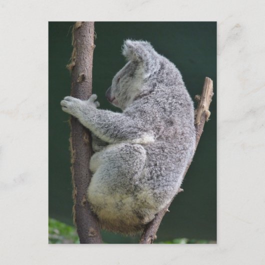 Koala-Umarmung Postkarte (Vorderseite)