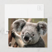 Koala un animal unico postkarte (Vorne/Hinten)