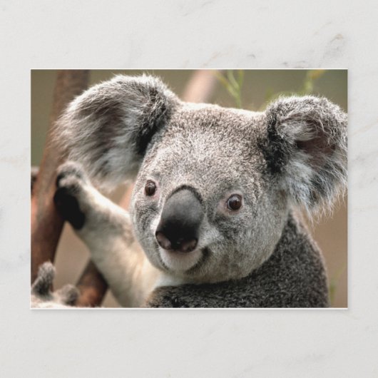 Koala un animal unico postkarte (Vorderseite)