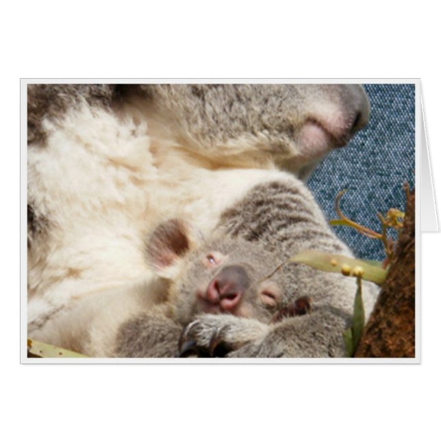 Koala und Baby (Vorderseite (Horizontal))