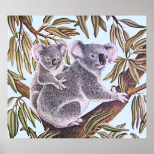 Koala und Baby in Eukalyptus Tree Poster