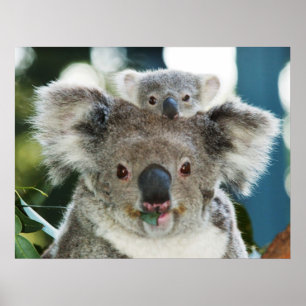 Koala und Cub Poster