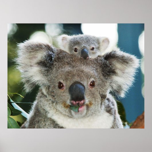 Koala und Cub Poster (Vorne)