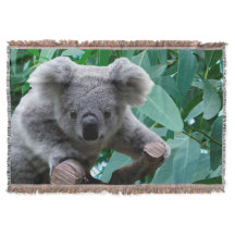 Koala und Eukalyptus