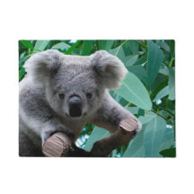 Koala und Eukalyptus