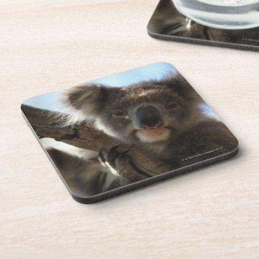 Koala Untersetzer (Linke Seite)