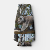 Koala Walking entlang der Zweigstelle Tree, Flaschenkühler (Vorderseite)