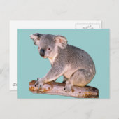 Koala Zeichnend Postkarte (Vorne/Hinten)