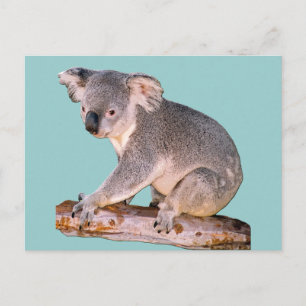 Koala Zeichnend Postkarte