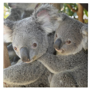 KoalaPhascolarctos cinereus Queensland. Fliese