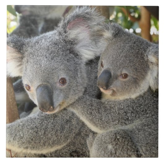 KoalaPhascolarctos cinereus Queensland. Fliese (Vorderseite)