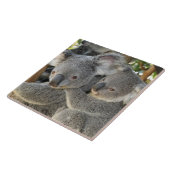 KoalaPhascolarctos cinereus Queensland. Fliese (Seite)
