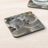 KoalaPhascolarctos cinereus Queensland. Untersetzer (Linke Seite)