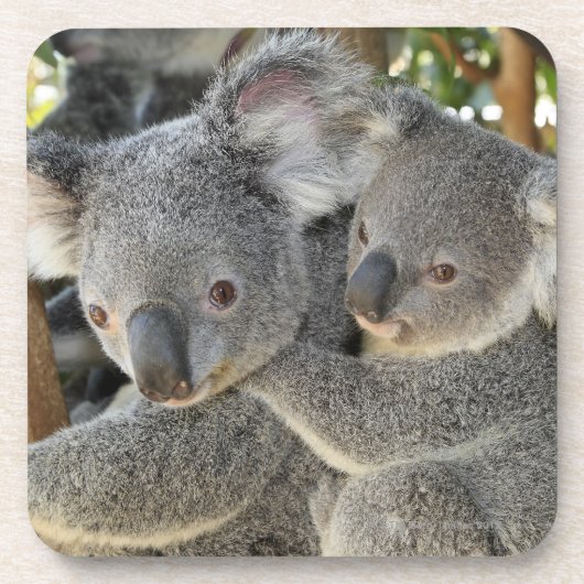 KoalaPhascolarctos cinereus Queensland. Untersetzer (Vorderseite)