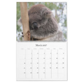 Koalas 2025 großer Kalender (Mär 2027)