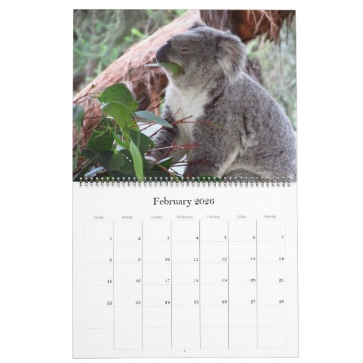 Koalas 2025 großer Kalender (Feb 2026)